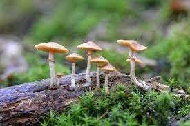Discover The Best Microdosing Mushrooms For Enhanced Mood And Focus
